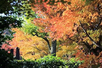 愛宕念仏寺の風景