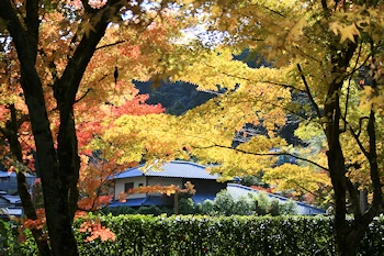 愛宕念仏寺の風景