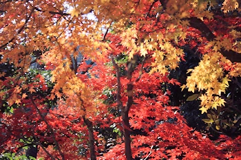 愛宕念仏寺の風景