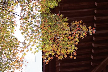 松尾神社の風景