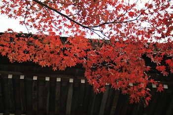 松尾神社の風景