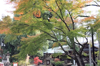 松尾神社の風景