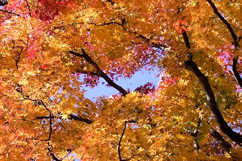 笠置山自然公園の風景