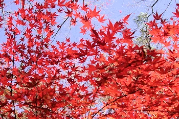 笠置山自然公園の風景