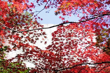 笠置山自然公園の風景