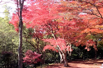 笠置山自然公園の風景