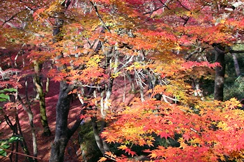 笠置山自然公園の風景