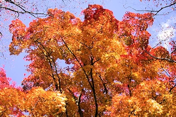笠置山自然公園の風景