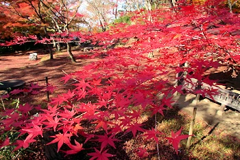笠置山自然公園の風景