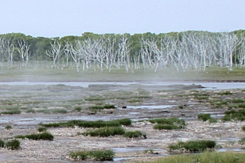 トドワラの風景