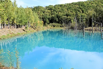 青い池の風景