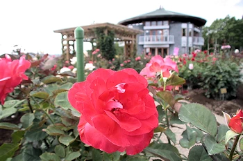 ローズガーデンちっぷべつの風景