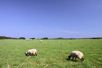 綿羊牧場の風景