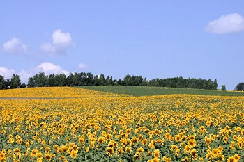 北竜ひまわりの里の風景
