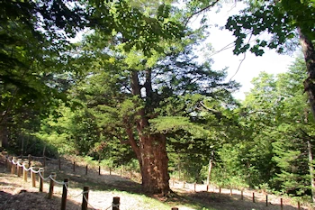 イチイの木の風景