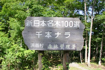 千本ナラの風景