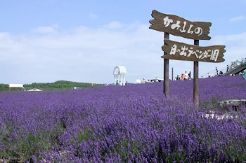 日の出ラベンダー園の風景