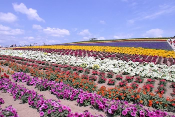 かんのファームの風景