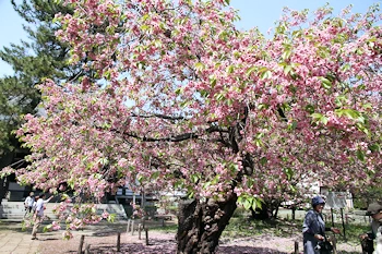 蝦夷霞桜の風景