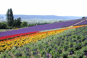 彩香の里の風景