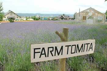 ファーム富田の風景