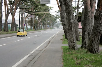 赤松並木の風景