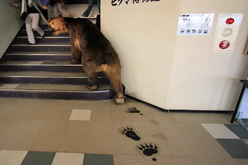 のぼりべつクマ牧場の風景