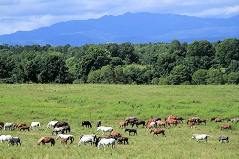 十勝牧場展望台の風景