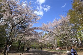 中島公園の風景