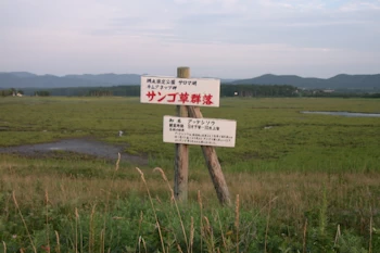 サンゴ草群落の風景