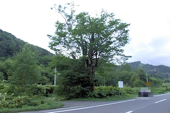 不思議な泣く木の風景