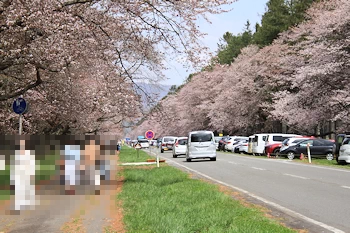 二十間道路桜並木の風景