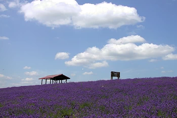 黒瀬ラベンダー園の風景