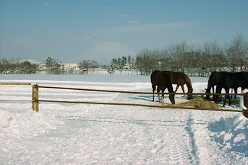メジロ牧場の風景