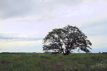 ハルニレの木の風景