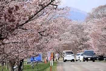 浦河千本桜の風景
