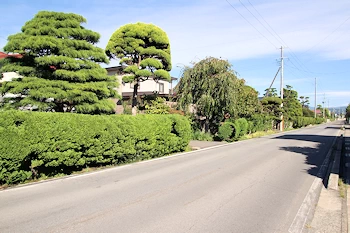 尾上サワラの生け垣の画像