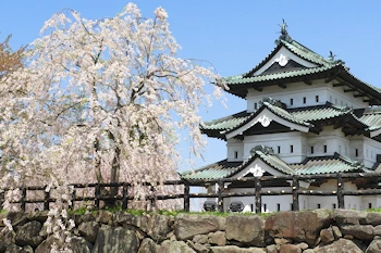 桜と弘前城の風景