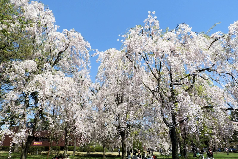 弘前公園の風景