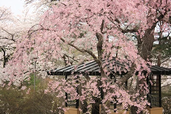 北上市立公園展勝地の風景
