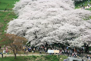 北上市立公園展勝地の風景
