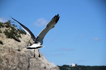 下乗橋越しの弘前城の風景