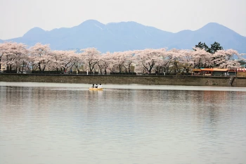 堀の花筏の風景