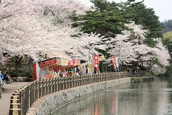 桜と弘前城の風景