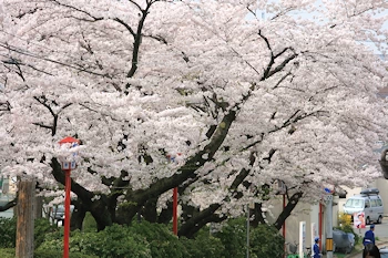 堀の花筏の風景