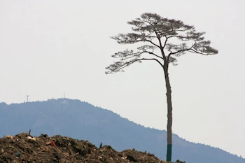 奇跡の一本松の画像