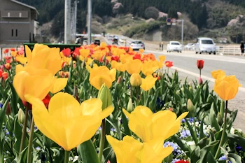 高田松原メモリアルフラワーロードの画像