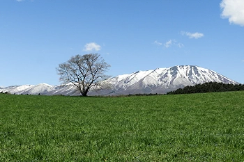 小岩井農場一本桜の画像
