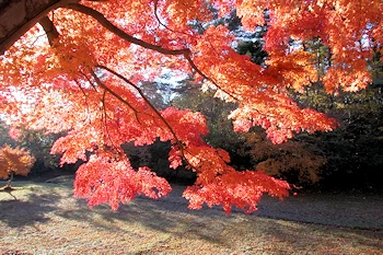 紅葉がきれいの風景