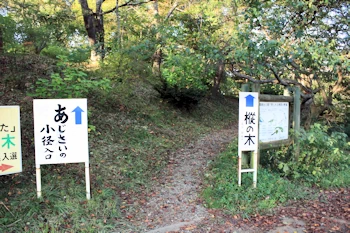 あじさいの小径の画像